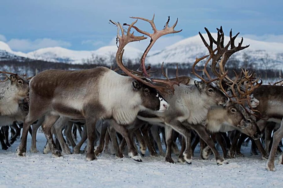 Bodø: Sami Experience in Bodø - Price and value: is $156 fair for what you get?