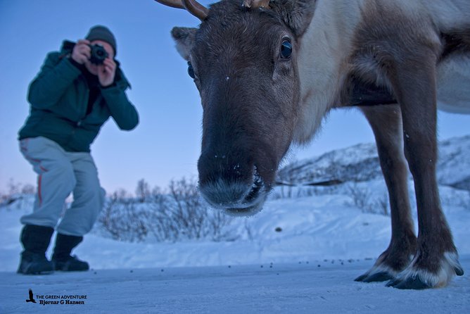 Discover the Fjords of Kvaloya - a roadtrip along fjords and fishing villages - Who This Kvaløya Fjords Tour Fits Best