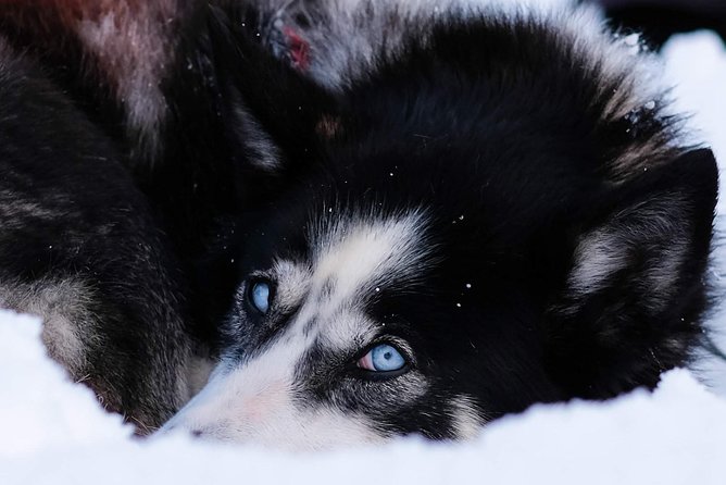 Dog Sledding: A Self-Drive Arctic Experience from Tromsø - The 1.5-Hour Husky Run Through Snowy Terrain
