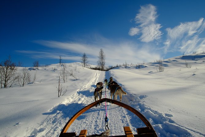 Dog Sledding: A Self-Drive Arctic Experience from Tromsø - Timing, Waiting, and Why the Day Feels Busy