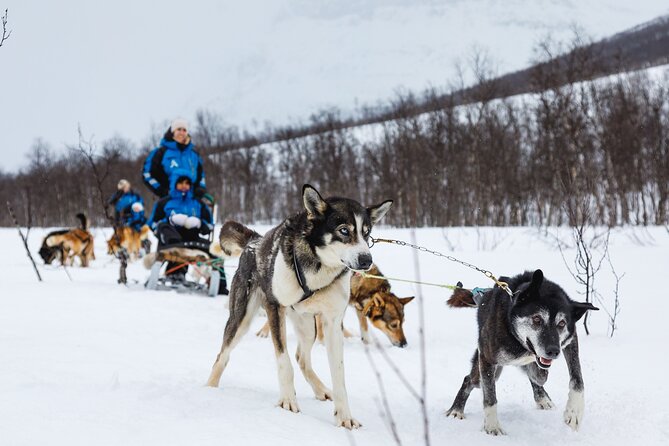 Dog Sledding: A Self-Drive Arctic Experience from Tromsø - What Breivikeidet Feels Like Once You Are Suited Up