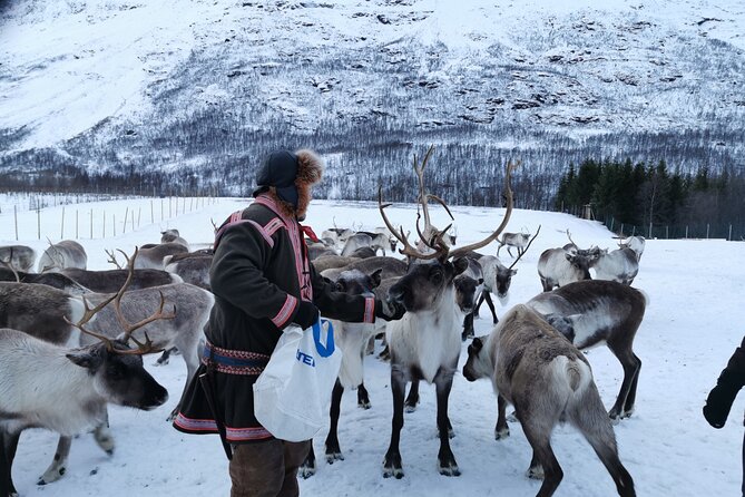 Exclusive Reindeers Experience in small groups, Tromso - Tromsø to Lavangsdalen: the simple plan that actually works