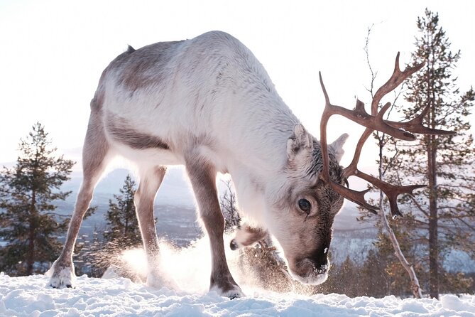 Exclusive Reindeers Experience in small groups, Tromso - Feeding reindeer: close enough to feel the real charm