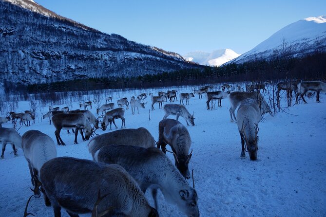 Exclusive Reindeers Experience in small groups, Tromso - Price and value: why $178.03 can make sense