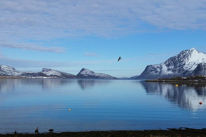 Fjord, Mountain and Wildlife Tour - Tromsø Fjords With a Small-Group Feel, Plus a Wildlife Angle