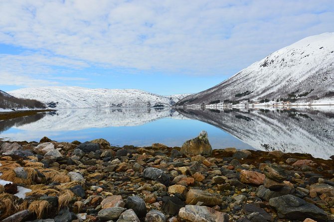 Fjord, Mountain and Wildlife Tour - Wildlife Chances: Reindeer Is the Headliner, Not a Guarantee