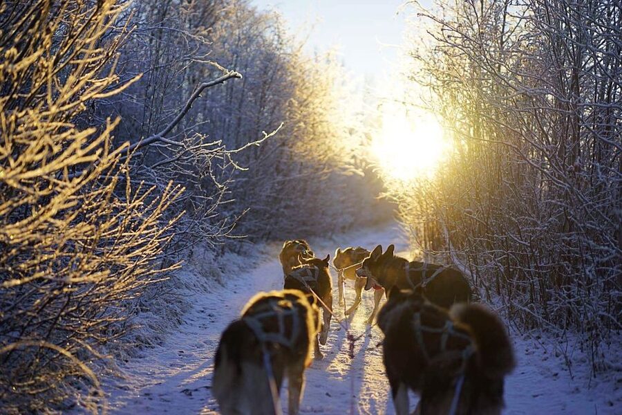 From Alta: Huskey Dog Sledding Tour - Why Alta Makes Dog Sledding Feel Like More Than a Ride