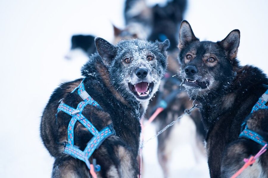 From Alta: Huskey Dog Sledding Tour - The Husky Farm Visit and the Sami Lavvo Warm-Up You’ll Appreciate More Than You Think