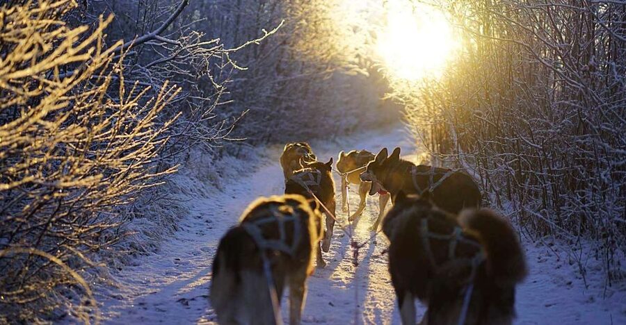 From Alta: Huskey Dog Sledding Tour - Getting Started at Labyrinten 8: Pickup, Small Group, and Safety Basics