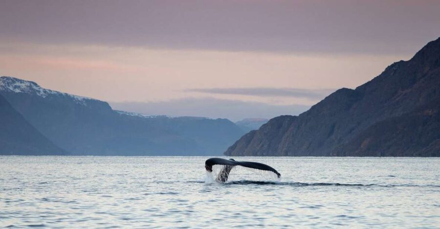 From Alta: Small Group Whale Watching by RIB - Key Things That Make This Alta Whale Watching Feel Worth It