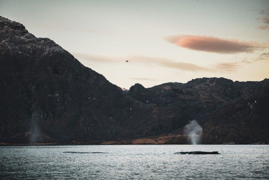 From Alta: Small Group Whale Watching by RIB - Meeting in Alta: Finding Æventyr Adventure Store Inside Canyon Hotell
