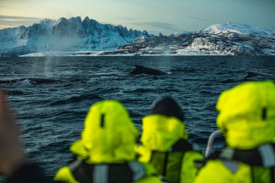 From Alta: Small Group Whale Watching by RIB - The Gear Makes or Breaks Winter: Thermal Suits, Life Jackets, and Warm Tech