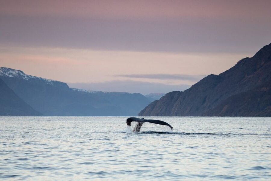 From Alta: Small Group Whale Watching by RIB - The Fjord Drive: Why You Might Spend Up to an Hour Headed to the Right Harbor