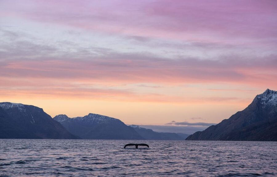 From Alta: Small Group Whale Watching by RIB - Heading Out on a RIB: The Speed Part You Actually Feel