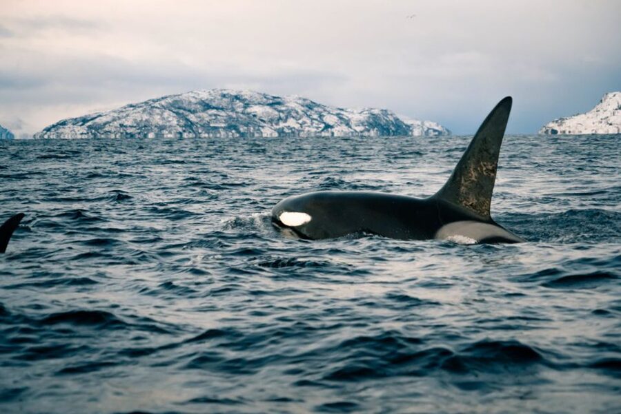 From Alta: Small Group Whale Watching by RIB - Small-Group Size (Max 12) and Why It Changes the Experience