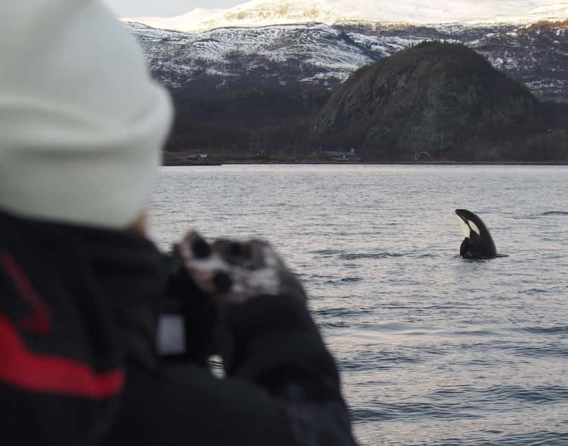 From Alta: Small group Whale watching - Key points before you go