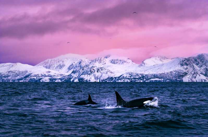 From Alta: Whale and Seabird Cruise - Key highlights you should know before you go