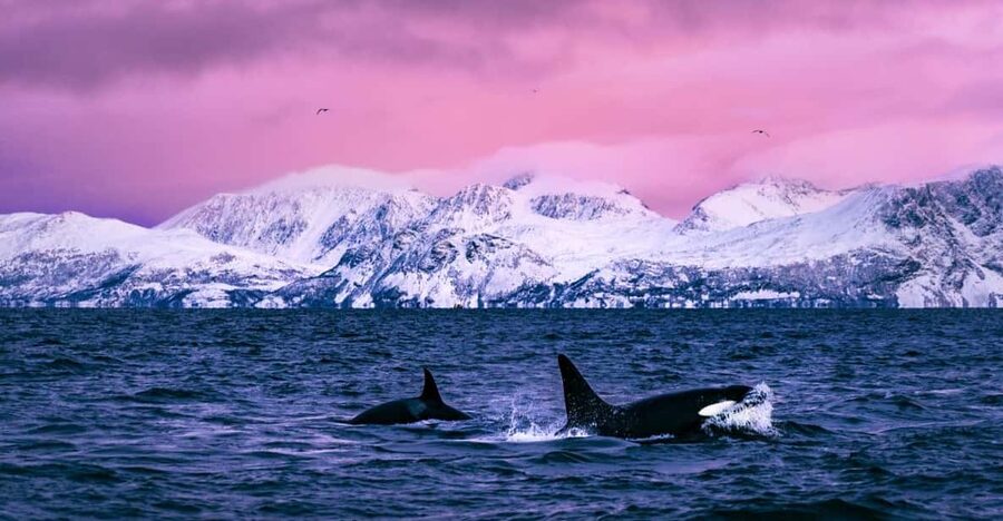From Alta: Whale and Seabird Cruise - Meeting at Havneveien 24 and getting set for Arctic conditions