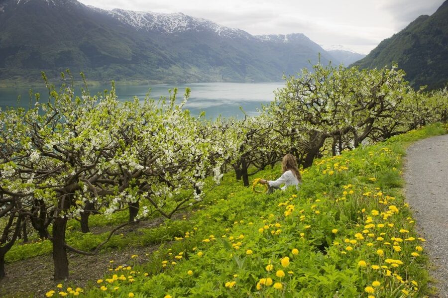From Bergen: Private Trip to Hardangerfjord - Fossen Bratte and Steinsdalsfossen: Two Stops, One Big Point