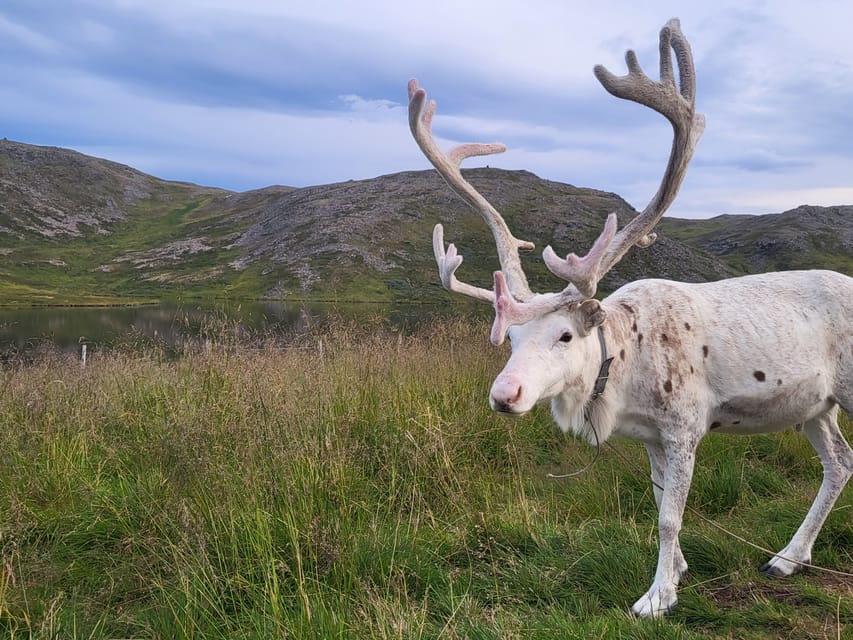 From Honningsvåg: VIP North Cape and Kingcrab Tour - Sámi Camp and Reindeer: When It Happens, It Matters