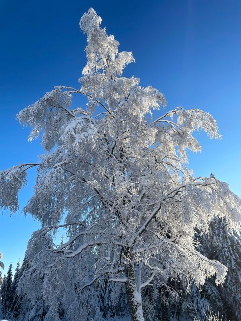 From Oslo: Oslomarka Forest Guided Snowshoeing Tour - Wildlife spotting without the chase
