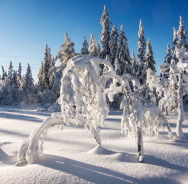 From Oslo: Oslomarka Forest Guided Snowshoeing Tour - Who this tour is best for, and who should skip it