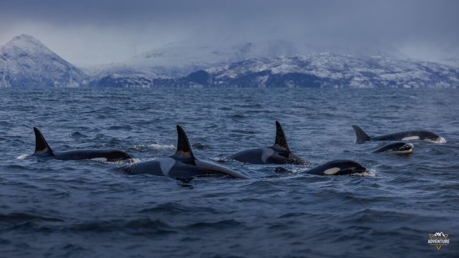 From Skjervøy: Whale Watching in a Heated Cabin Cruiser - Key highlights you should care about
