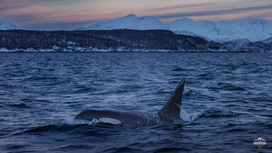 From Skjervøy: Whale Watching in a Heated Cabin Cruiser - Who this tour suits best, and who might want a different style