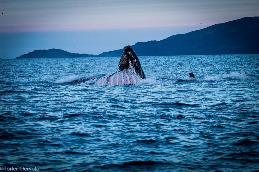 From Skjervøy: Whale Watching in a Heated Cabin Cruiser - Skjervøy whale watching, and why this spot has real pull