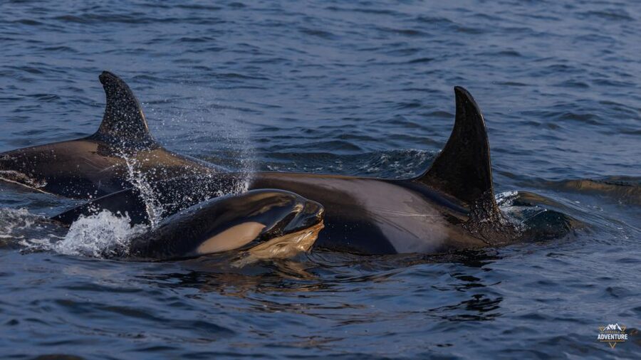 From Skjervøy: Whale Watching in a Heated Cabin Cruiser - The heated cabin cruiser: your comfort plan for 4 hours