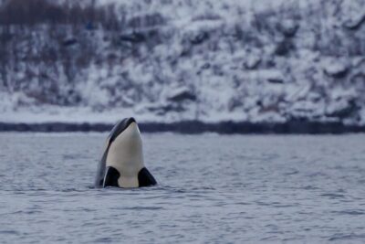 From Skjervøy: Whale Watching in a Heated Cabin Cruiser