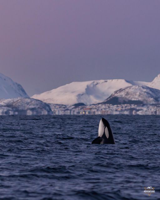 From Skjervøy: Whale Watching in a Heated Cabin Cruiser - First whale search: cruising the fjords with a small group feel