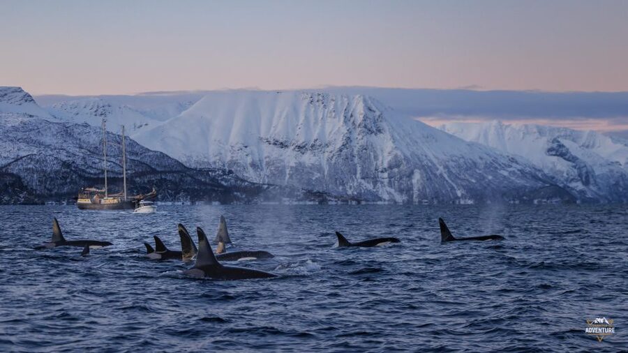 From Skjervøy: Whale Watching in a Heated Cabin Cruiser - Break time on the water, then a second look for the big animals