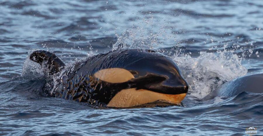 From Skjervøy: Whale Watching in a Heated Cabin Cruiser - Hydrophones and respectful spotting: how listening changes the encounter