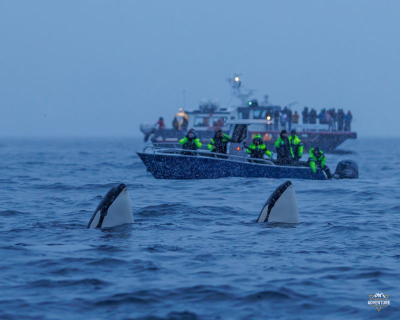 From Skjervøy: Whale Watching in a Heated Cabin Cruiser - Waffles, hot drinks, and the small comfort wins