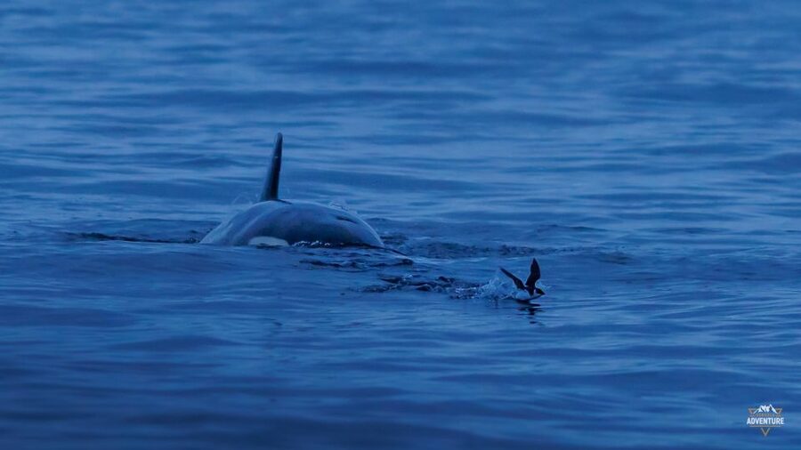 From Skjervøy: Whale Watching in a Heated Cabin Cruiser - Price and value: what you’re really paying for at $278
