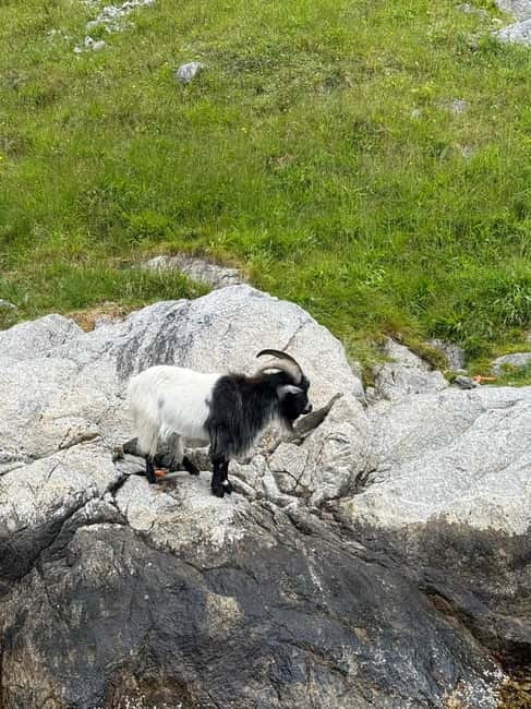 From Stavanger: Lysefjorden & Pulpit Rock Safari by RIB - The 30-Minute Speed Run Through Lysefjord