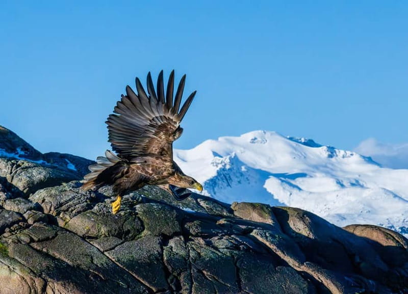 From Svolvær: Lofoten Trollfjord Cruise & Sea Eagle Safari - Key highlights worth marking on your calendar