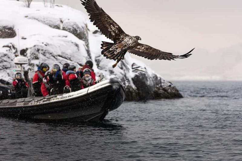 From Svolvær: RIB Boat Lofoten Trollfjord Sea Eagle Safari - Is it worth $125 for a 2-hour RIB safari?