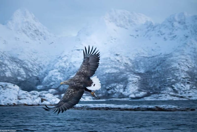 From Svolvær: RIB Boat Lofoten Trollfjord Sea Eagle Safari - Viking stories along the route, and why they add value