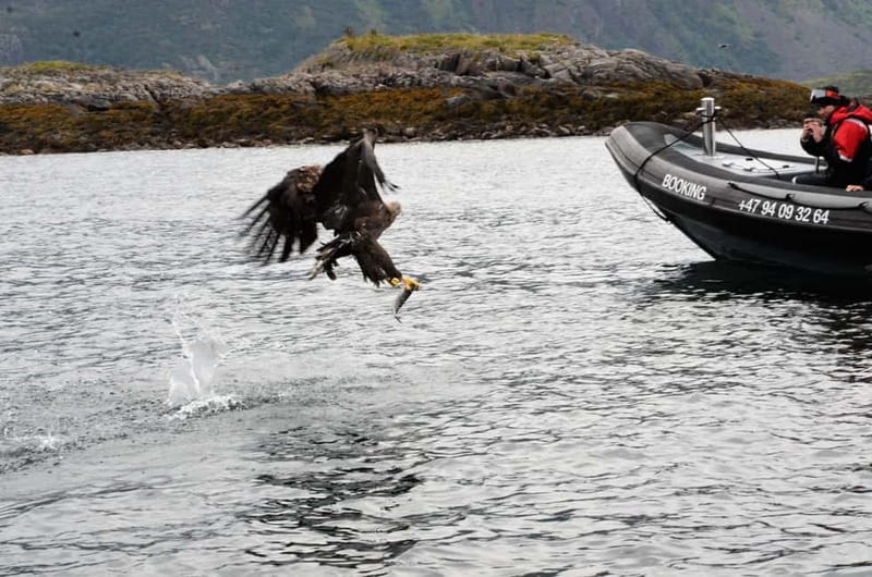 From Svolvær: RIB Boat Lofoten Trollfjord Sea Eagle Safari - Weather and sea conditions: what to expect and how to stay happy