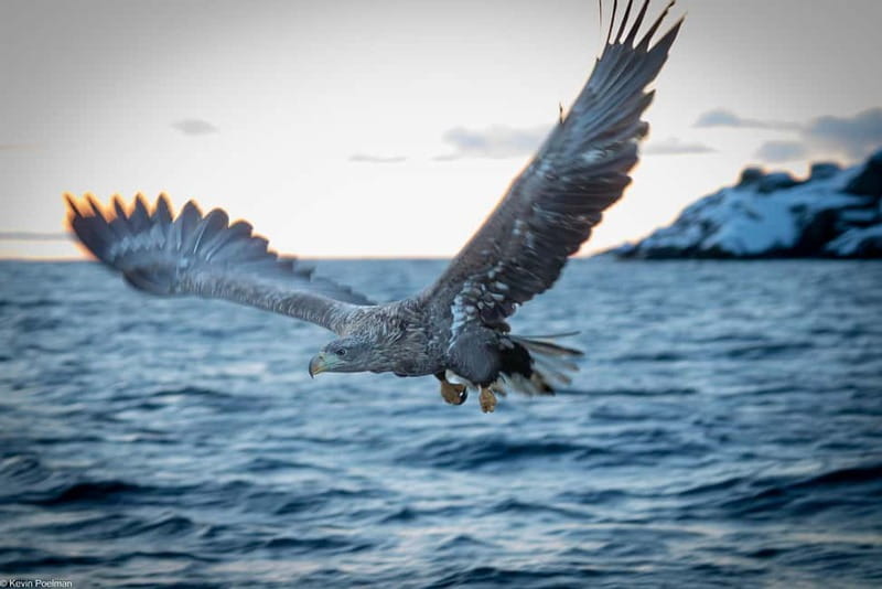 From Svolvær: RIB Boat Lofoten Trollfjord Sea Eagle Safari - Gear that actually helps in cold, windy Norway