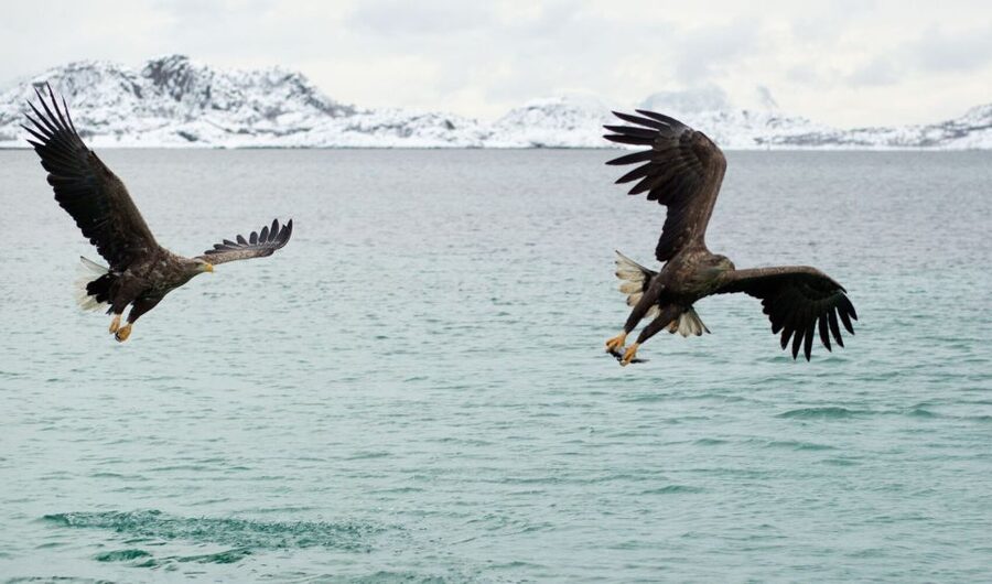 From Svolvaer: Trollfjorden Wildlife RIB Cruise - Skrova, the whaling island stop, and the feel of old ports