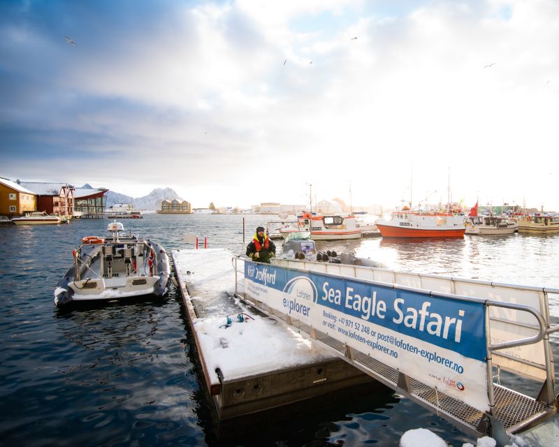 From Svolvaer: Trollfjorden Wildlife RIB Cruise - Price and value: what you get for about $125 per person
