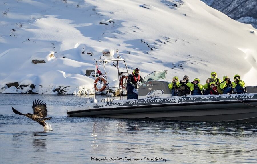 From Svolvaer: Trollfjorden Wildlife RIB Cruise - How to plan your day around this 2-hour adventure