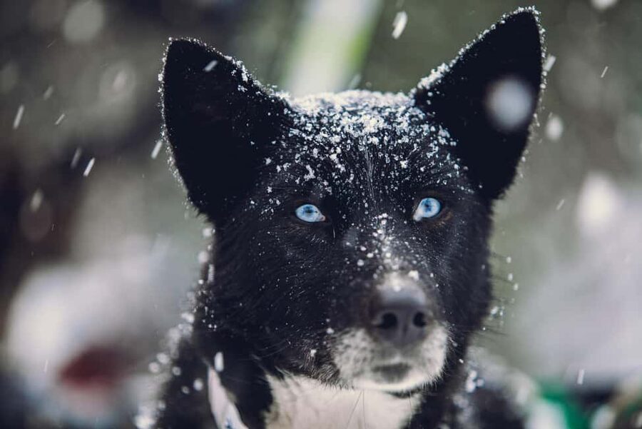 From Tromsø: Advanced Dog Sledding Daytime & Snow Park Visit - What makes this day high difficulty, and how to prepare like a pro