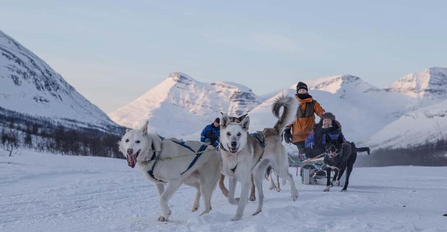 From Tromsø: Advanced Dog Sledding Tour at Camp Tamok - From Tromsø to Tamok Valley: The 90-Minute Bus Ride That Sets the Tone