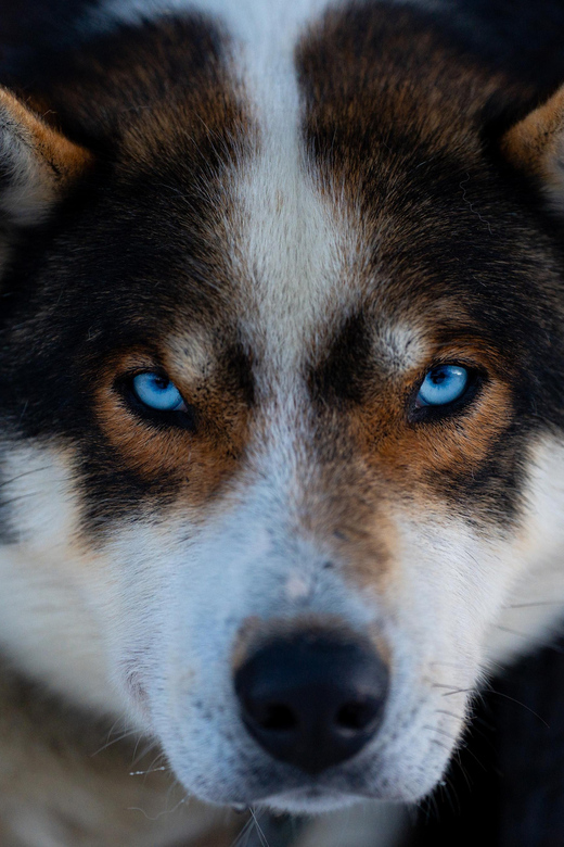 From Tromsø: Dog Sledding Adventure in Tamokdalen - Dog yard and lavvu time: more than a photo stop