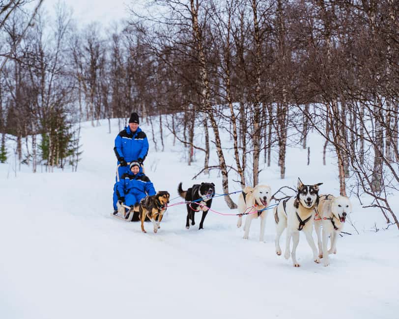 From Tromsø: Dog Sledding Experience with Transfer - Getting There From Tromsø: The 08:45 Harbor Start and Malangen Timing