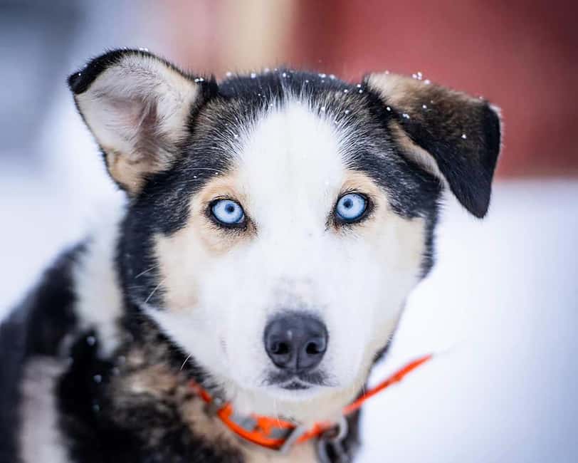 From Tromsø: Dog Sledding Experience with Transfer - After the Ride: Cabin Warmth, Hot Drinks, and Traditional Norwegian Snacks